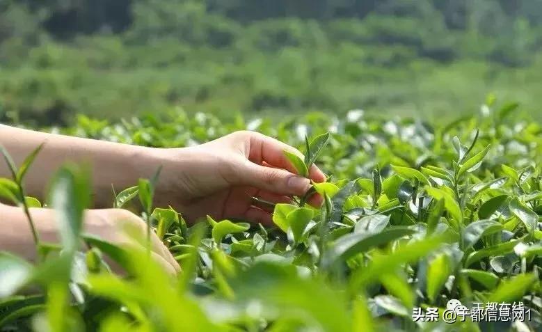 于都方志,方志于都的诗歌