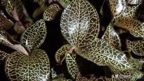 种植金线莲大棚怎么建,新手种植金线莲大棚种植成本利润