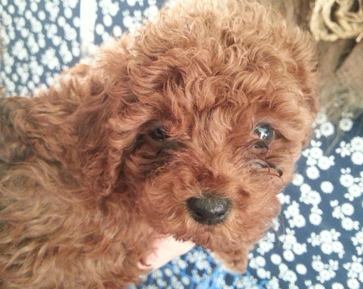 泰迪泪痕毛要剪掉吗,幼犬泰迪泪痕臭臭的