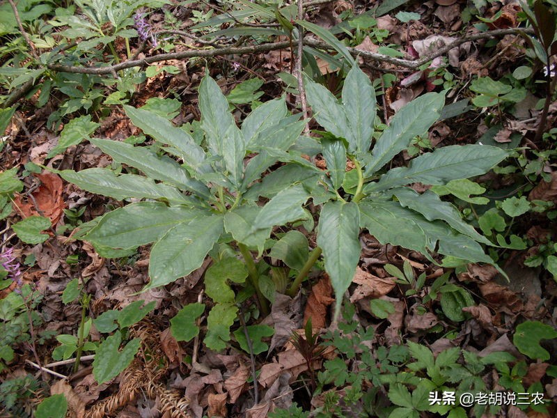 在农村不起眼的野草其实是药材,农村的野草其实也是宝贵的药材