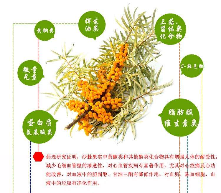 药食同源农产品,同源沙棘功效与作用