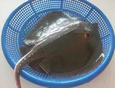 开海特价海鲜,开海的海鲜视频