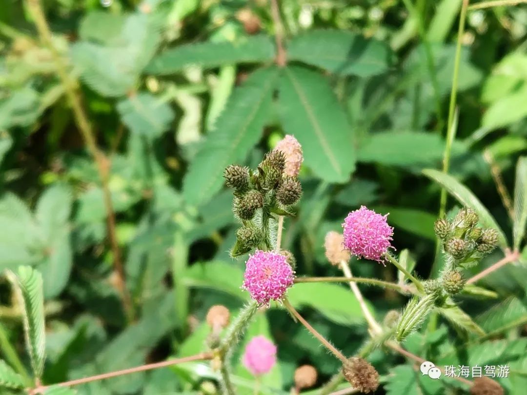 大山峰水牛坪露营记,东岸岭露营徒步
