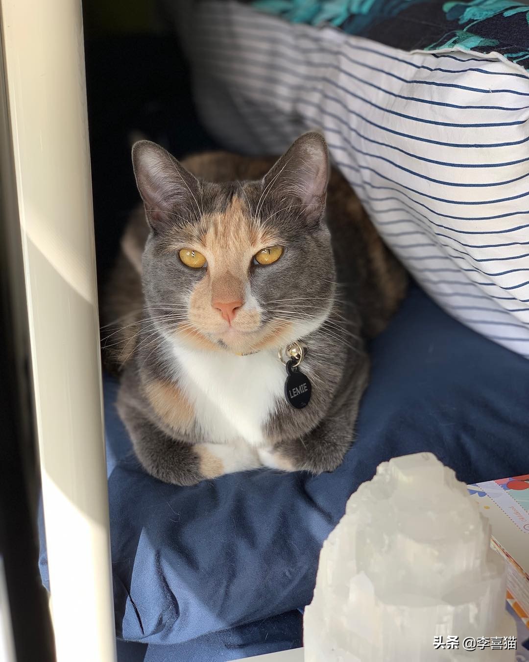 猫咪的饮食禁忌是什么,猫咪喂养的方法和注意事项