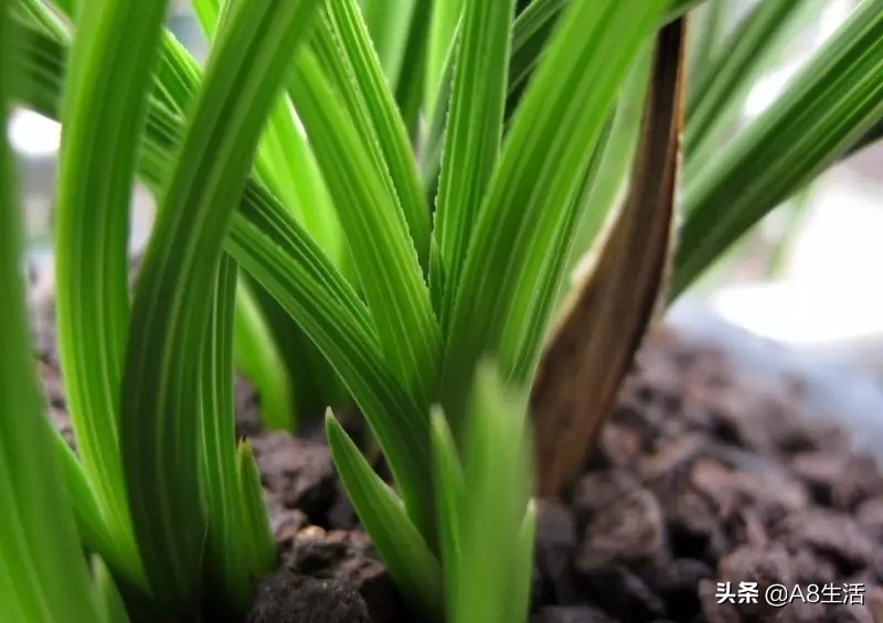 每日一品兰花图片大全,每日一品兰花价格