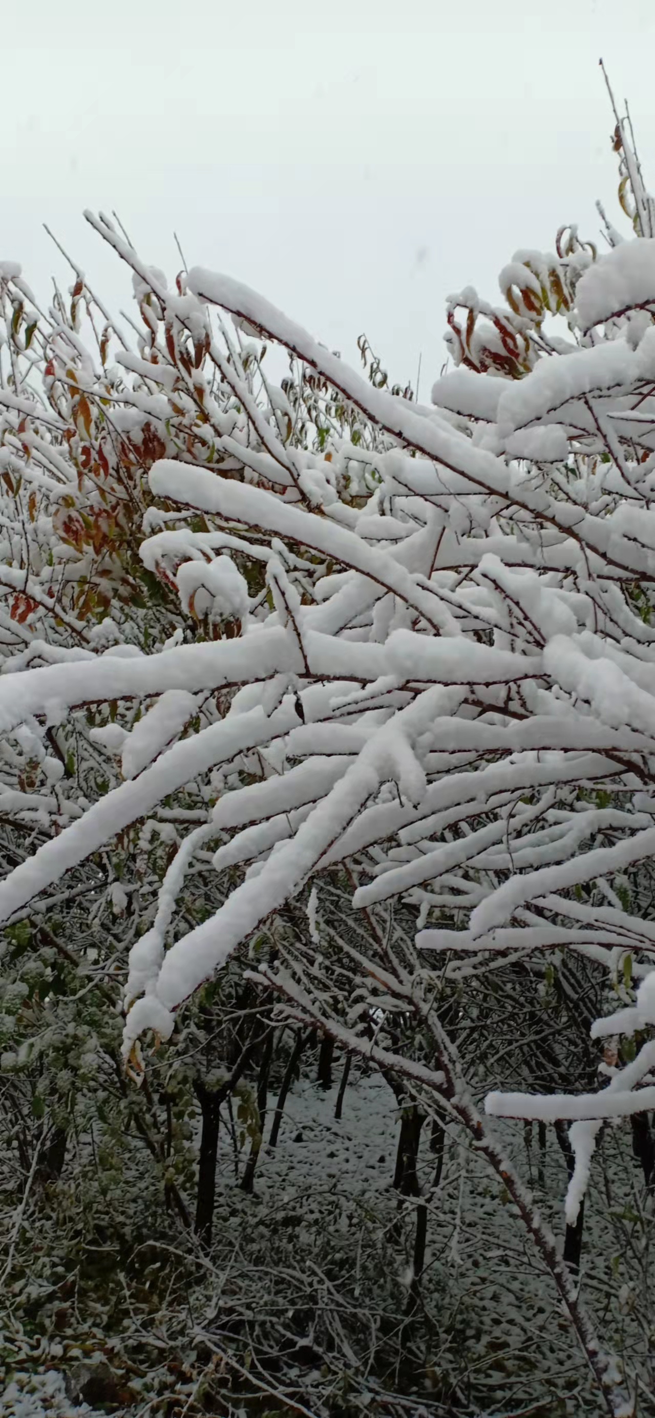 七绝立冬感怀新韵,五绝立冬感怀