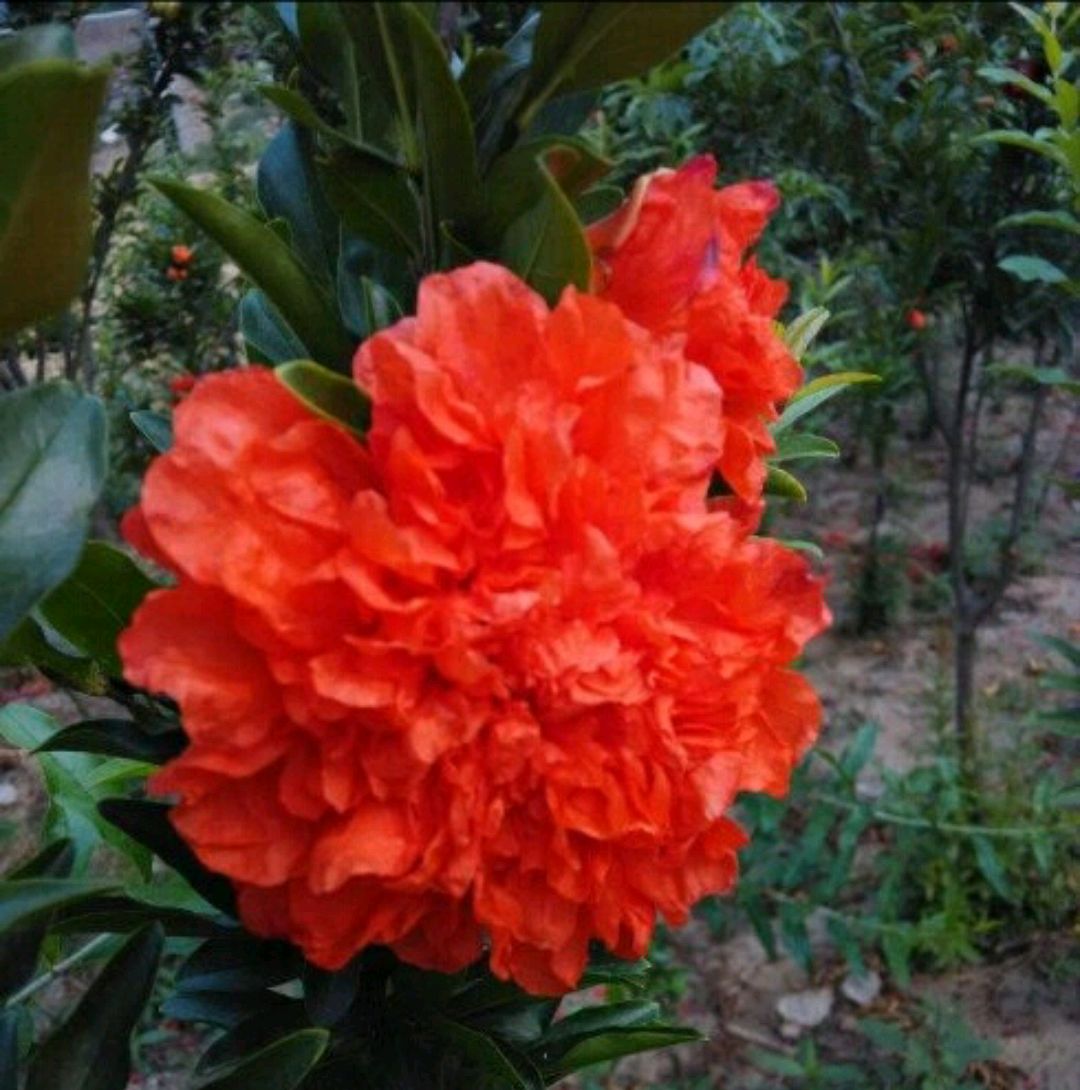 牡丹石榴和普通石榴的区别,牡丹石榴好还是红如意石榴好