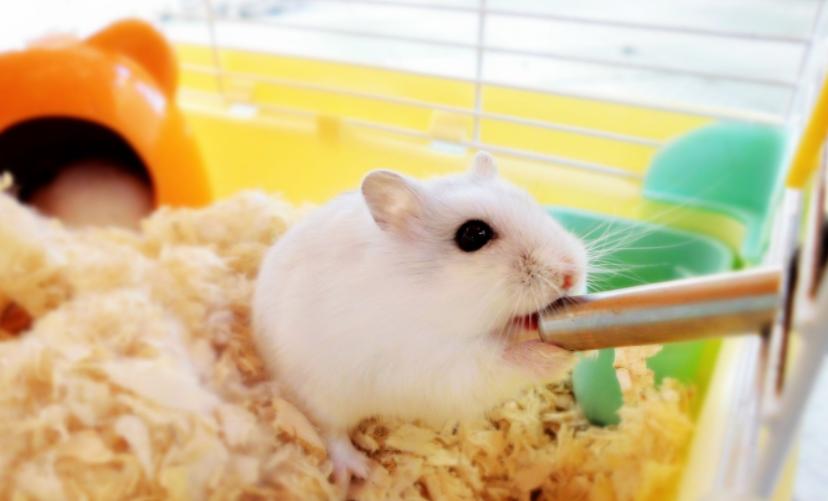 养仓鼠新手要注意的几个,养仓鼠要记住的几件事