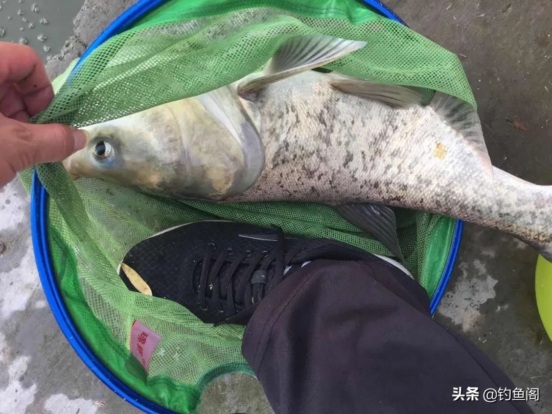 新手钓黑坑的入门鱼竿,黑坑3.9与3.6的鱼竿选哪个最合适