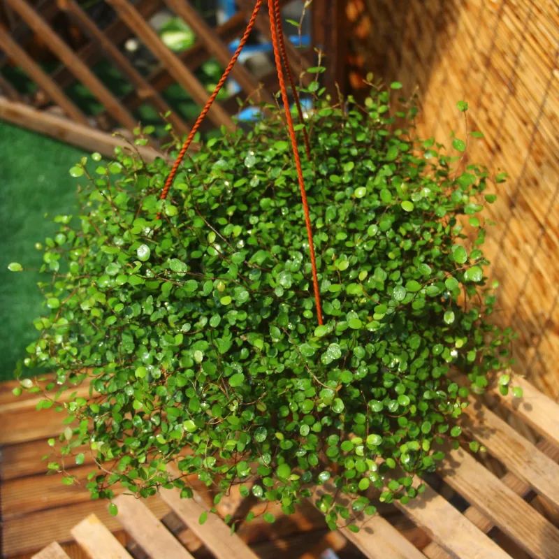 花卉吊兰100种,吊兰绿植盆栽第一名