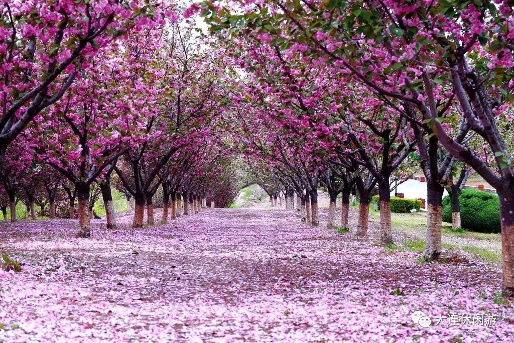 大连西山公园花海,大连郁金香花海