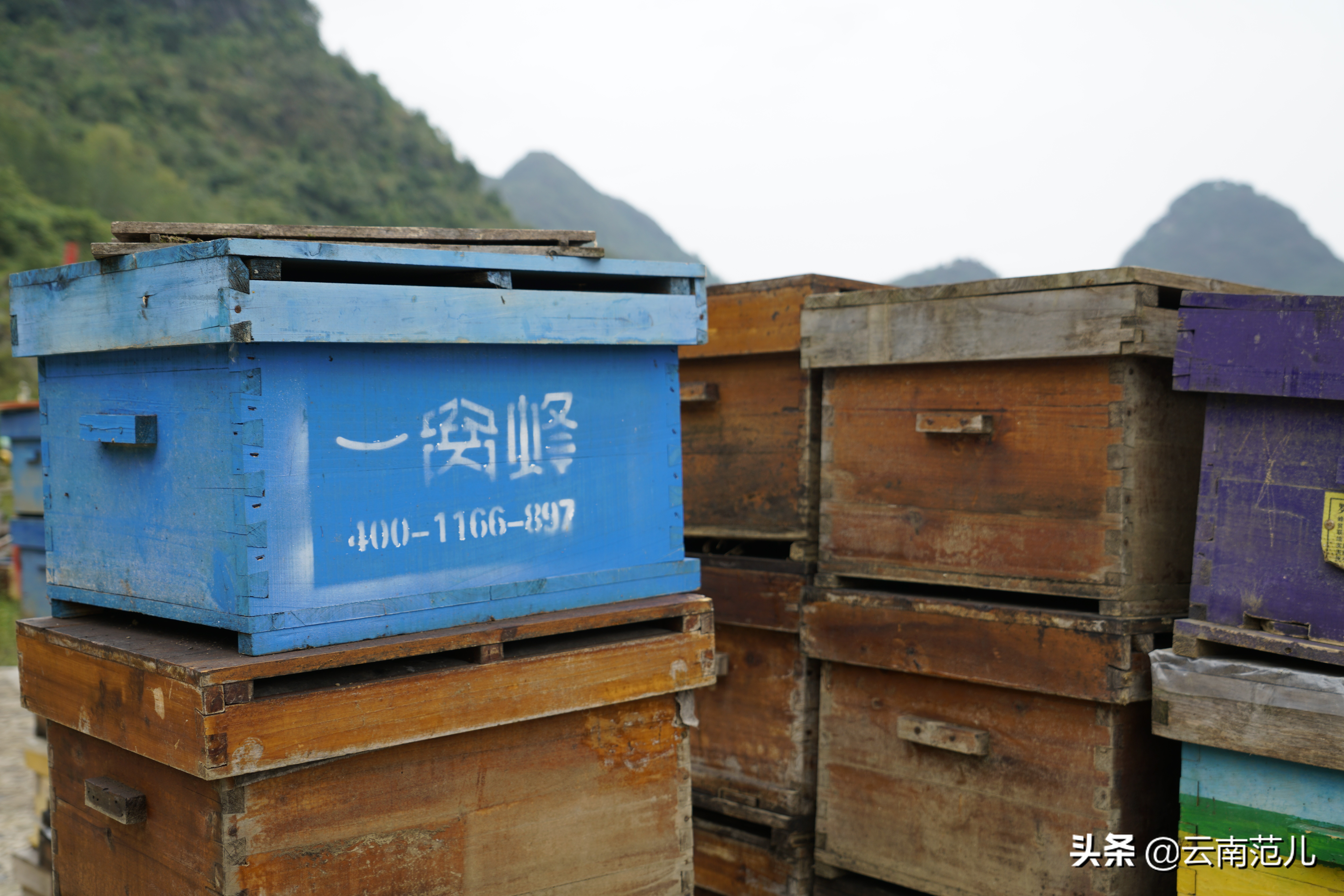 云南的油菜花哪里出名,云南一个地方都是油菜花