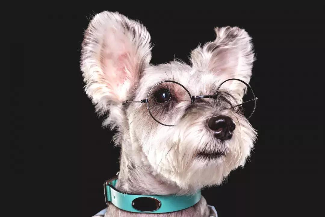 养狗去哪里办狗证,养狗的证件在哪里办重庆