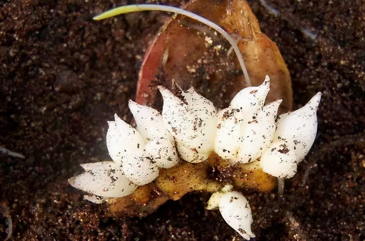 卷丹百合种球繁殖步骤图解,百合种球萌芽1厘米了怎么养护