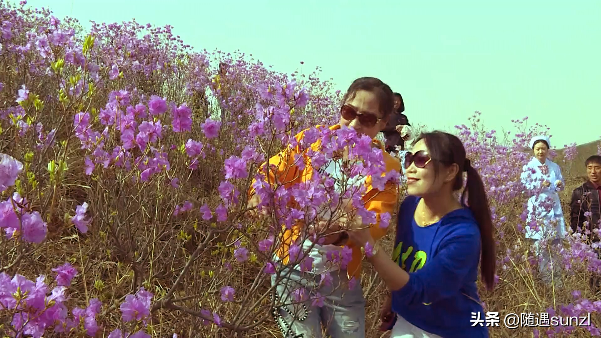 岫岩黄岭子映山红景区简介,岫岩开映山红在哪个地方