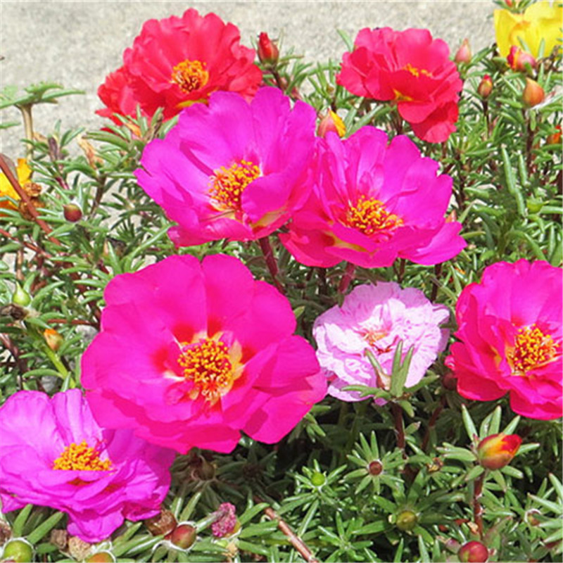 绿萝都养不活还能养什么花,好养活的懒人花绿萝