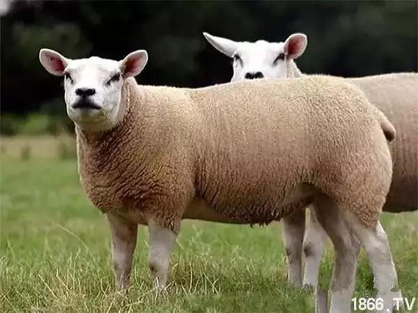 最厉害的10种羊,最好的种羊是什么品种呢