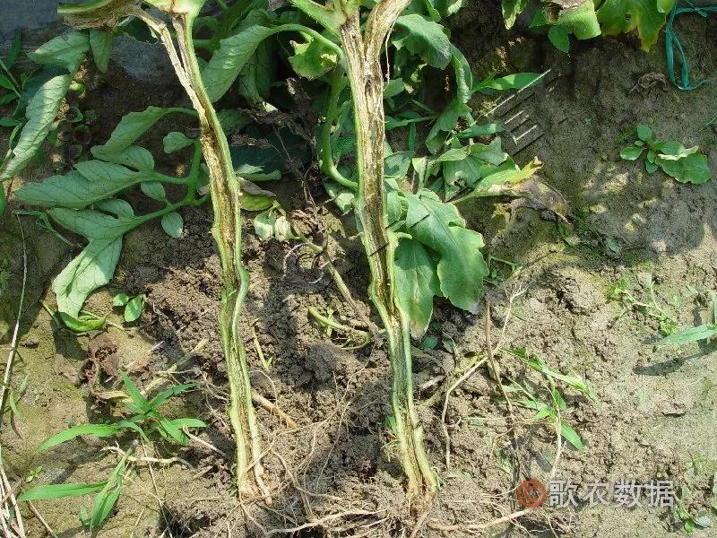 番茄髓部坏死和枯萎病怎么治,番茄髓部坏死怎么防治