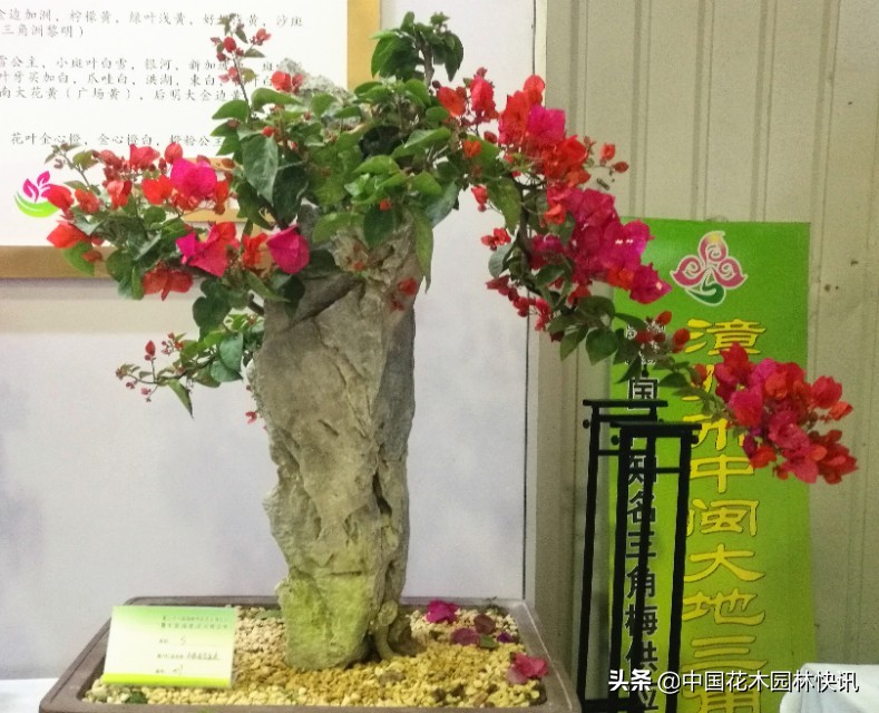 漳州三角梅盆景价格,漳州三角梅盆景市场