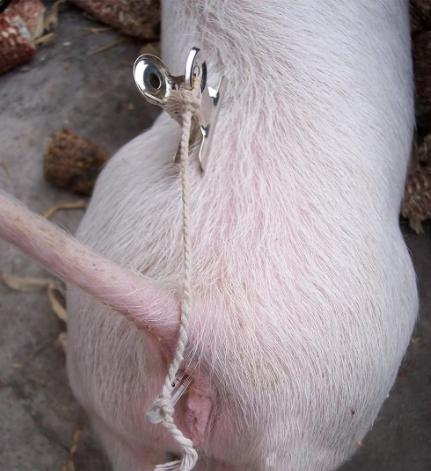 猪场全部猪整体体温低是怎么回事,猪量体温如何使用温度表