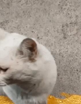 猫真的有那么聪明吗,猫真的有那么聪明嘛