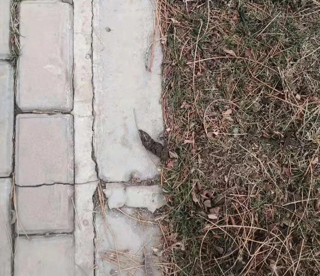 宁夏吴忠遛狗,吴忠适合遛狗的公园