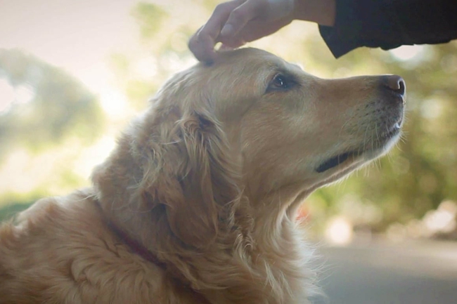 金毛眼睛发红怎么回事,金毛过敏症状有哪些