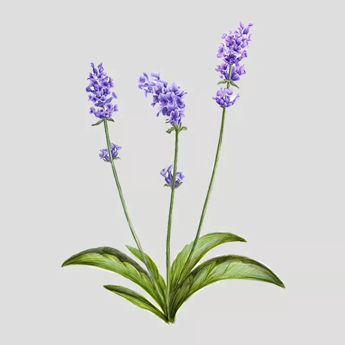 薰衣草精油不稀释,衣草精油一天用几粒