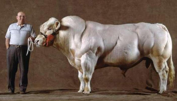 比利时肌肉牛视频大全,比利时人造肌肉牛