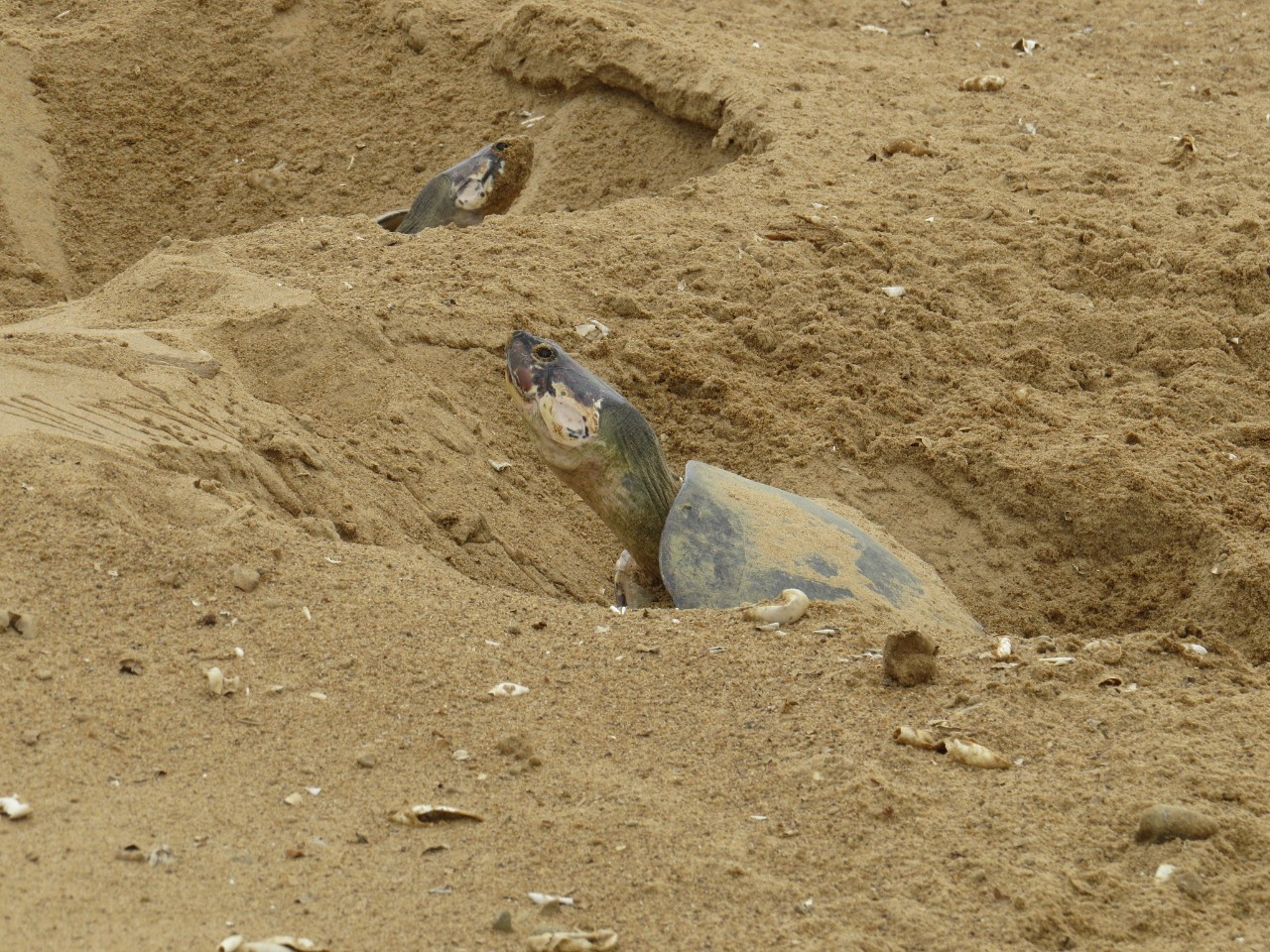 巨型侧颈龟幼龟,巨型侧颈龟下蛋