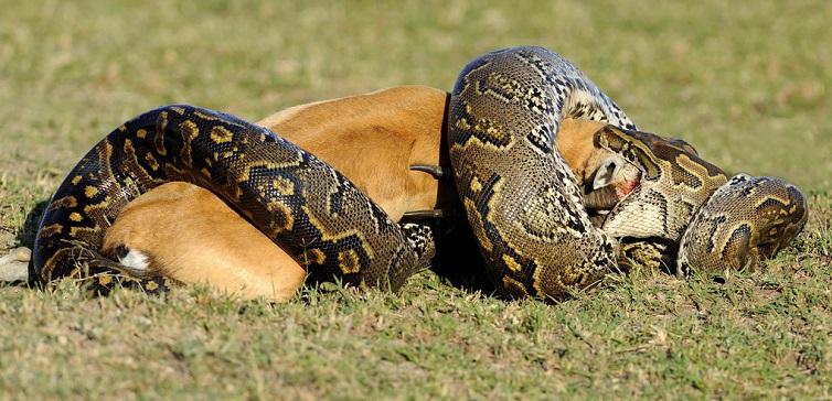 气温回升蛇出去,气温升高蛇的表现