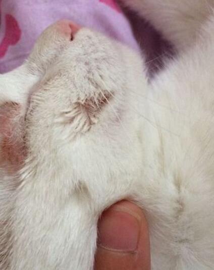 人得了猫癣最简单直接的办法,人治猫癣最简单的方法