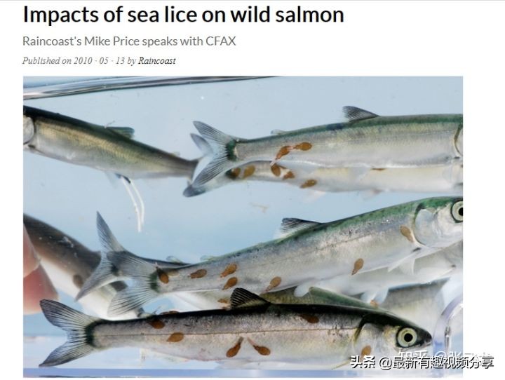 挪威三文鱼养殖环境恶劣纪录片,挪威三文鱼养殖环境恶劣新闻