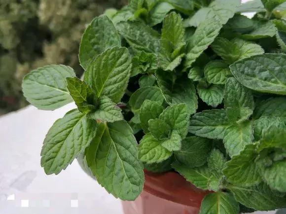 春天养一盆草花,养这4种花放松安神能睡更香