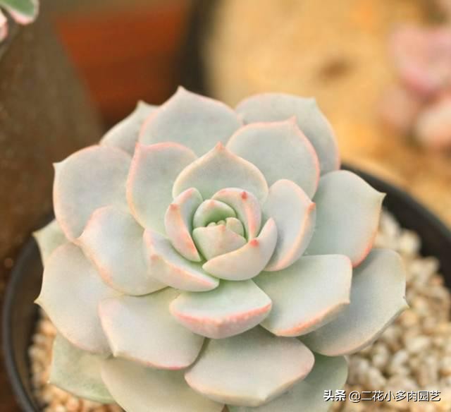 365种·常见花卉图谱，观果和多肉植物收藏篇