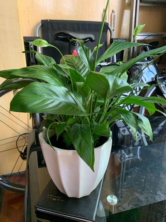 室内养什么植物对净化空气有效,什么植物净化空气最好室内好养