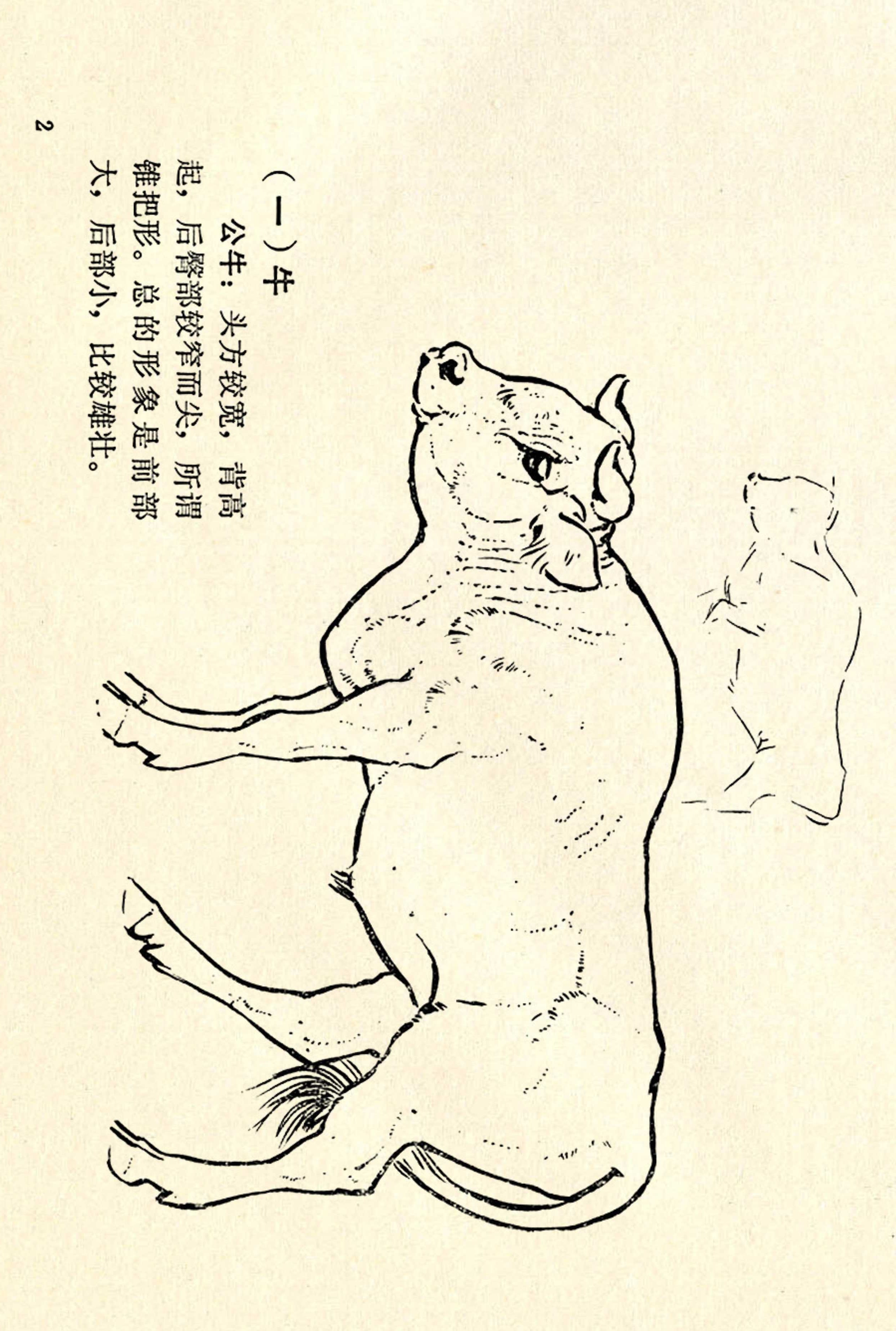 刘继卣画的学习方法,刘继卣动物插画