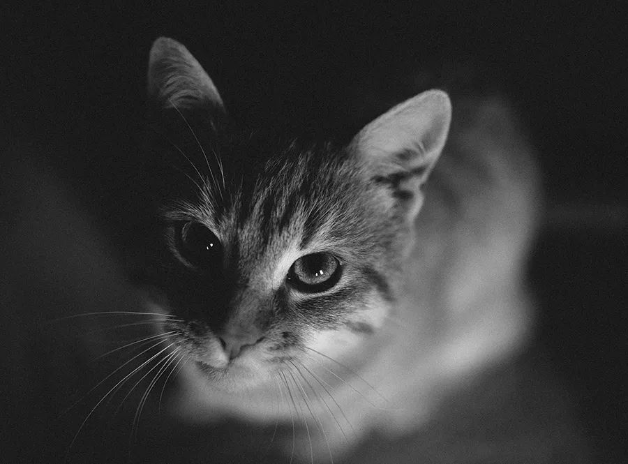 小佩宠物饮水机漏水,小佩饮水机漏电对宠物有害吗