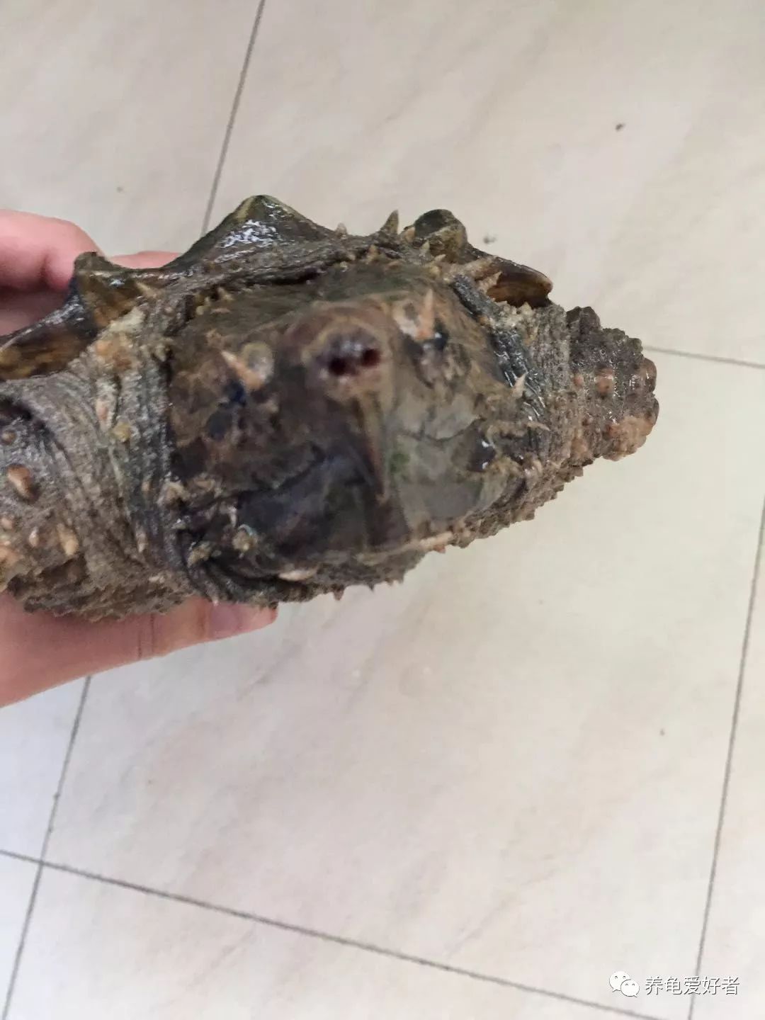 大鳄龟放阳台养还是客厅好,大鳄龟用黑色还是白色环境养