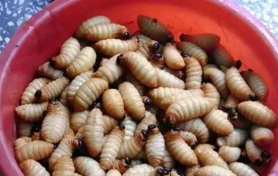 危害竹子的害虫，如今却成了美食，有人专门养殖，百元一斤