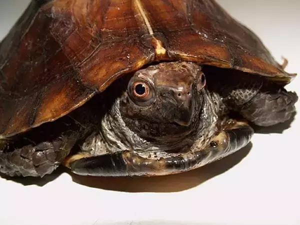 有一种龟为什么叫锯缘龟,锯缘龟八角灵龟