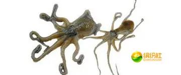 舟山海鲜攻略2天1晚住宿自由行,舟山最好的海鲜