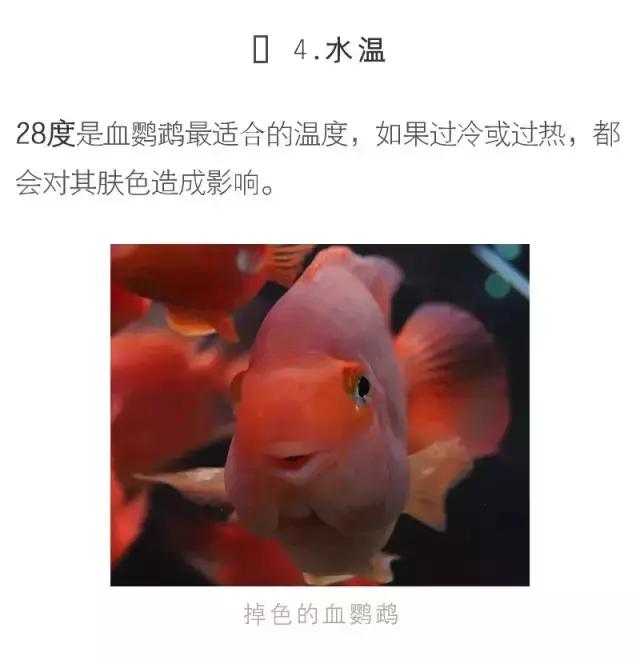 血鹦鹉鱼疾病和治疗方法,红鹦鹉怎么治疗最有效