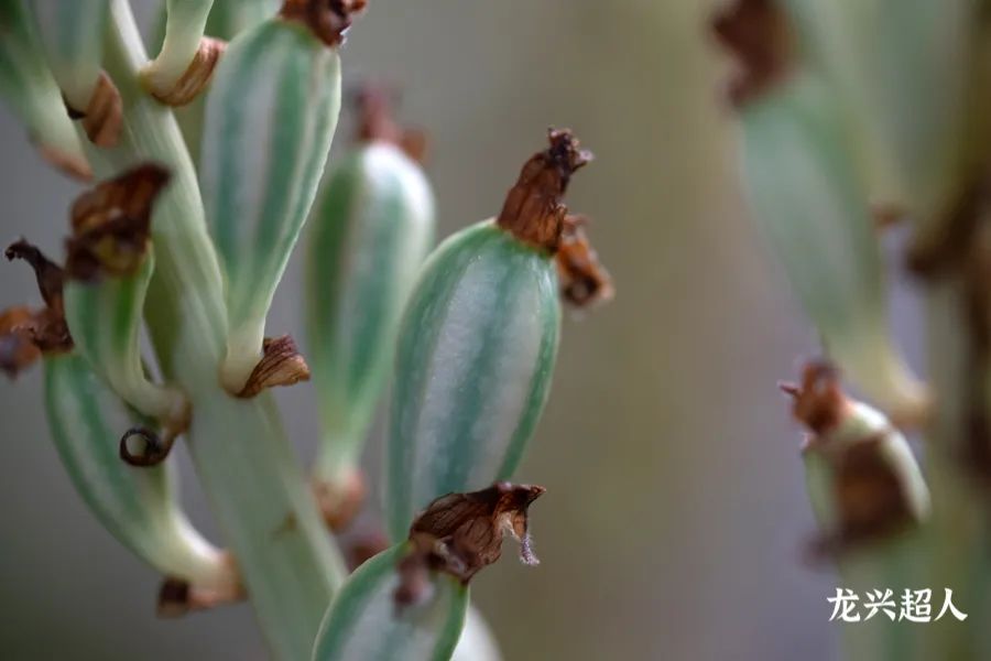 达州道地药材天麻,正宗中药材天麻