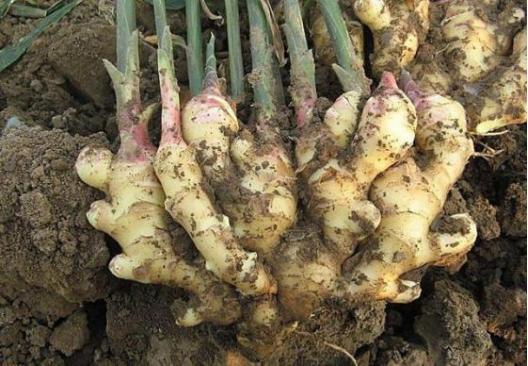 种植生姜前姜种怎样消毒,生姜露天种植方法生姜苗期管理