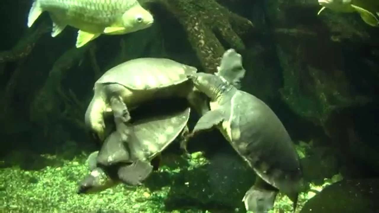 淡水猪鼻龟,淡水猪鼻龟吃啥