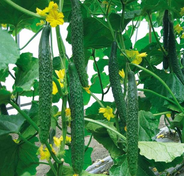 黄瓜长得很高不开花了怎么办呢,黄瓜怎么才能长得又好又快
