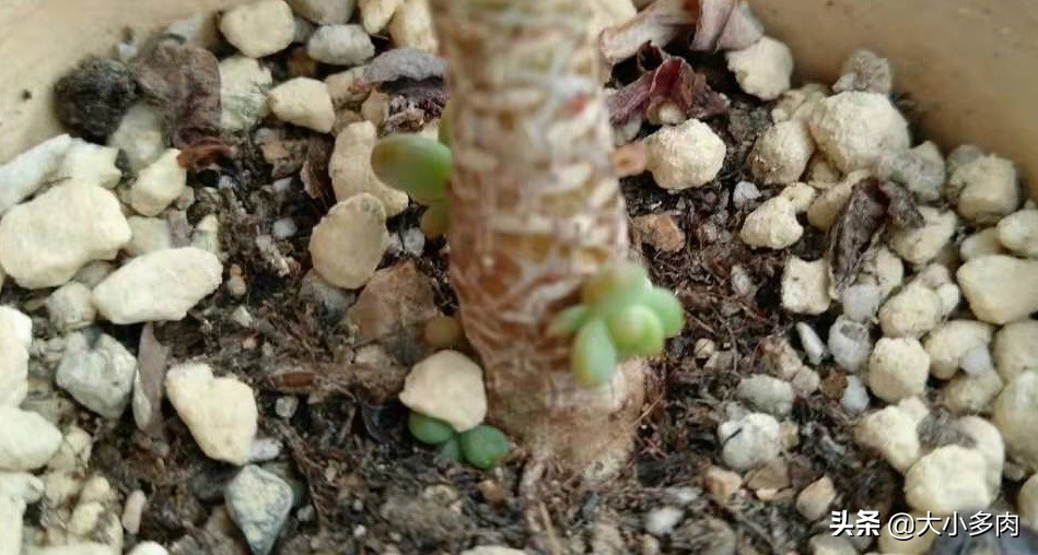 多肉爆侧芽怎么处理？看完这三种方法，你心里就有数了
