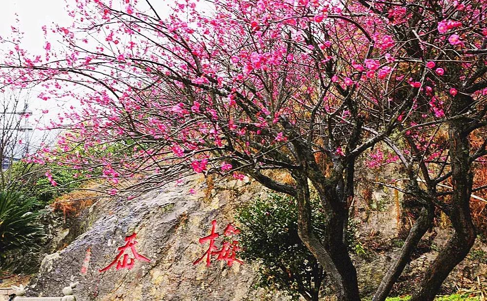 香雪海什么时候开放,香雪海惊艳了多少人