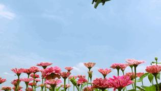 成都空港花田什么时候去最好看,双流空港花田这两天去好耍不